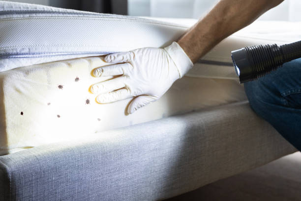 Best Ant Control Services  in Oliver, PA