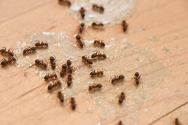 Best Affordable Pest Control Services  in Oliver, PA